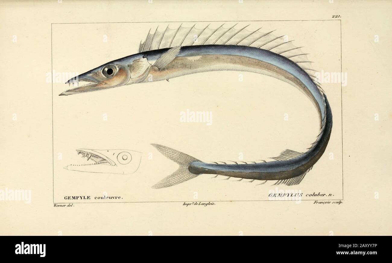 Gempylus da Histoire naturelle des poissons (Storia Naturale del Pesce) è un trattamento di 22 volumi di ittiologia pubblicato nel 1828-1849 dal francese savant Georges Cuvier (1769-1832) e il suo allievo e successore Achille Valenciennes (1794-1865). Foto Stock