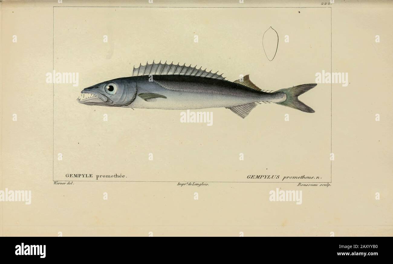 Gempylus da Histoire naturelle des poissons (Storia Naturale del Pesce) è un trattamento di 22 volumi di ittiologia pubblicato nel 1828-1849 dal francese savant Georges Cuvier (1769-1832) e il suo allievo e successore Achille Valenciennes (1794-1865). Foto Stock