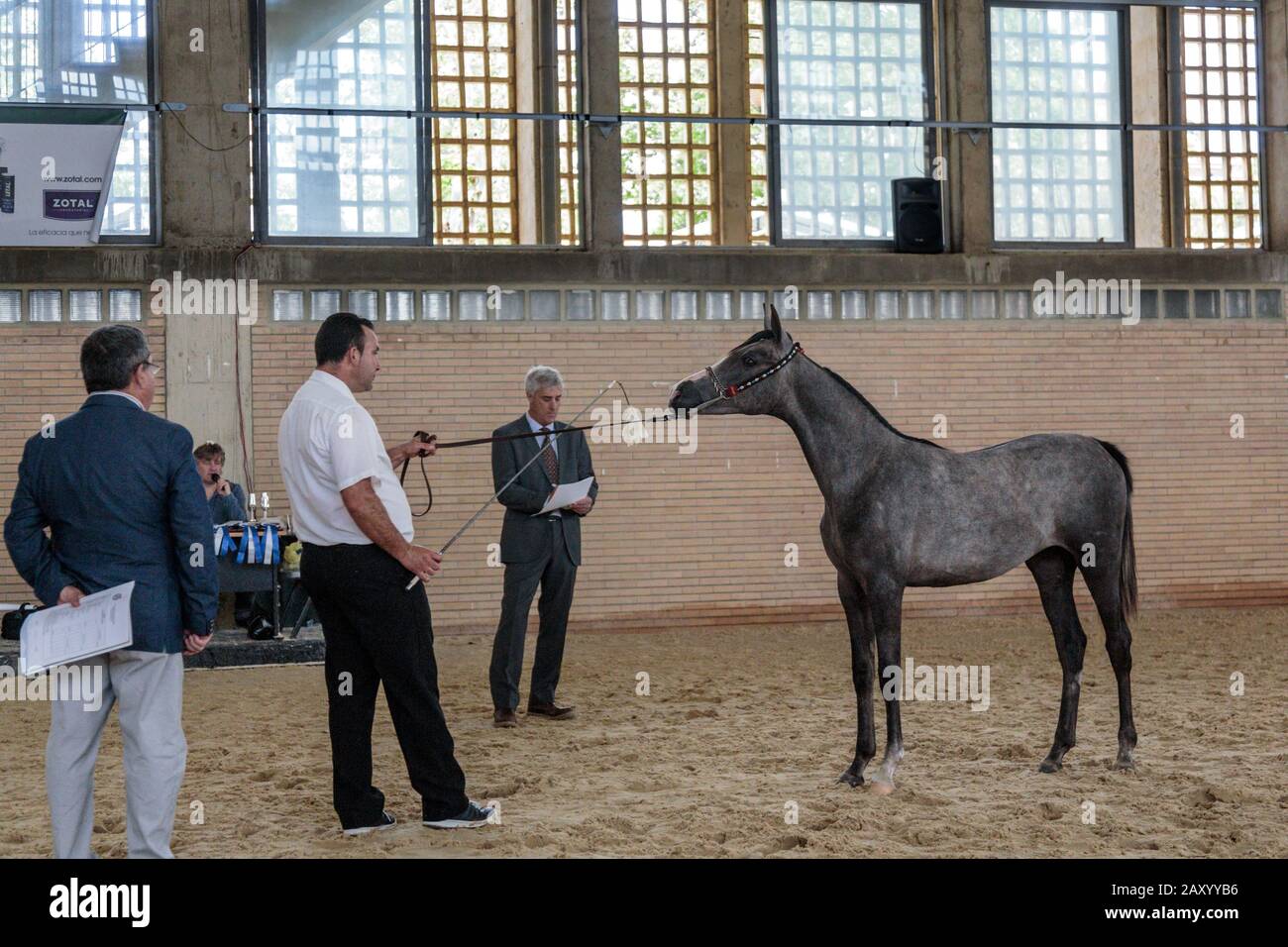 Si svolgono vari eventi equini, tra cui la disciplina dei cavalli alla Fiera annuale del Cavallo di Jerez (Feria de Caballo), Jerez de la Frontera, Andalusia, Spagna Foto Stock