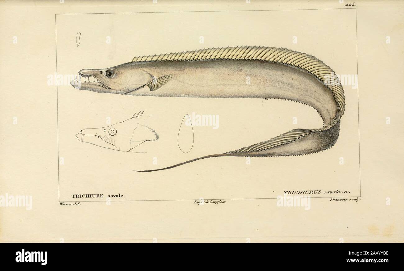 Trichiurus da Histoire naturelle des poissons (Storia Naturale del Pesce) è un trattamento di 22 volumi di ittiologia pubblicato nel 1828-1849 dal francese savant Georges Cuvier (1769-1832) e il suo allievo e successore Achille Valenciennes (1794-1865). Foto Stock