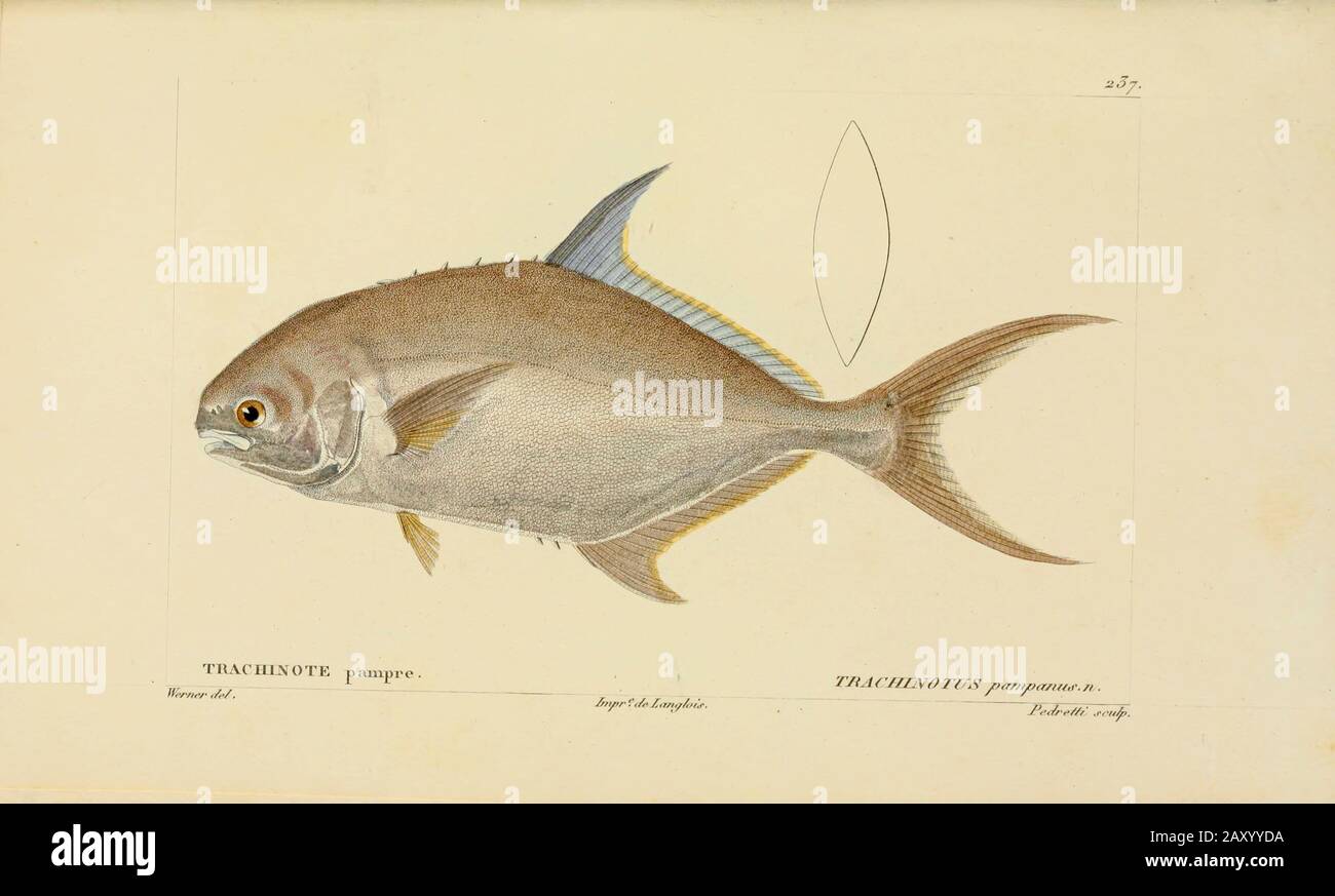 Trachinotus da Histoire naturelle des poissons (Storia Naturale del Pesce) è un trattamento di 22 volumi di ittiologia pubblicato nel 1828-1849 dal francese savant Georges Cuvier (1769-1832) e il suo allievo e successore Achille Valenciennes (1794-1865). Foto Stock