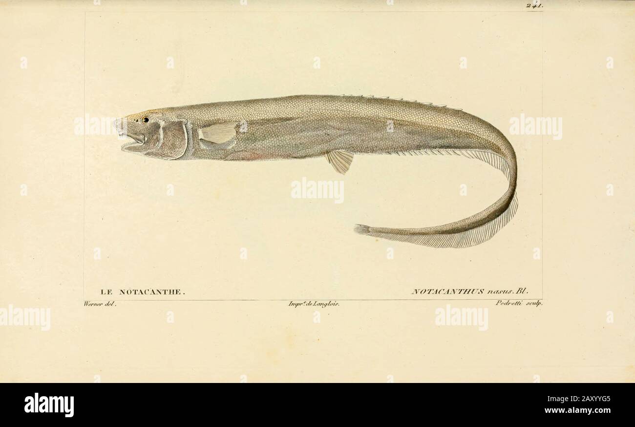 Notacanthus di Histoire naturelle des poissons (Storia Naturale del Pesce) è un trattamento di 22 volumi di ittiologia pubblicato nel 1828-1849 dal francese savant Georges Cuvier (1769-1832) e il suo allievo e successore Achille Valenciennes (1794-1865). Foto Stock