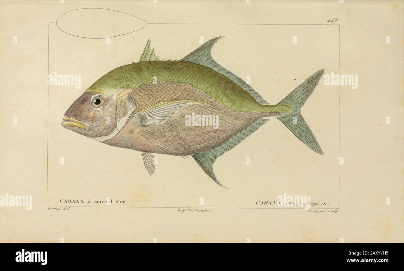 Caranx di Histoire naturelle des poissons (Storia Naturale del Pesce) è un trattamento di 22 volumi di ittiologia pubblicato nel 1828-1849 dal francese savant Georges Cuvier (1769-1832) e il suo allievo e successore Achille Valenciennes (1794-1865). Foto Stock
