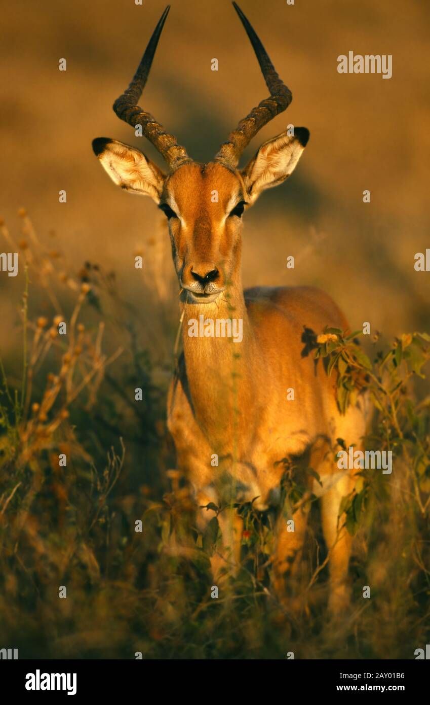 Antilope nero del tallone, impala, aepyceros melaphus, Parco Nazionale di Krueger, Sudafrica, Sudafrica Foto Stock