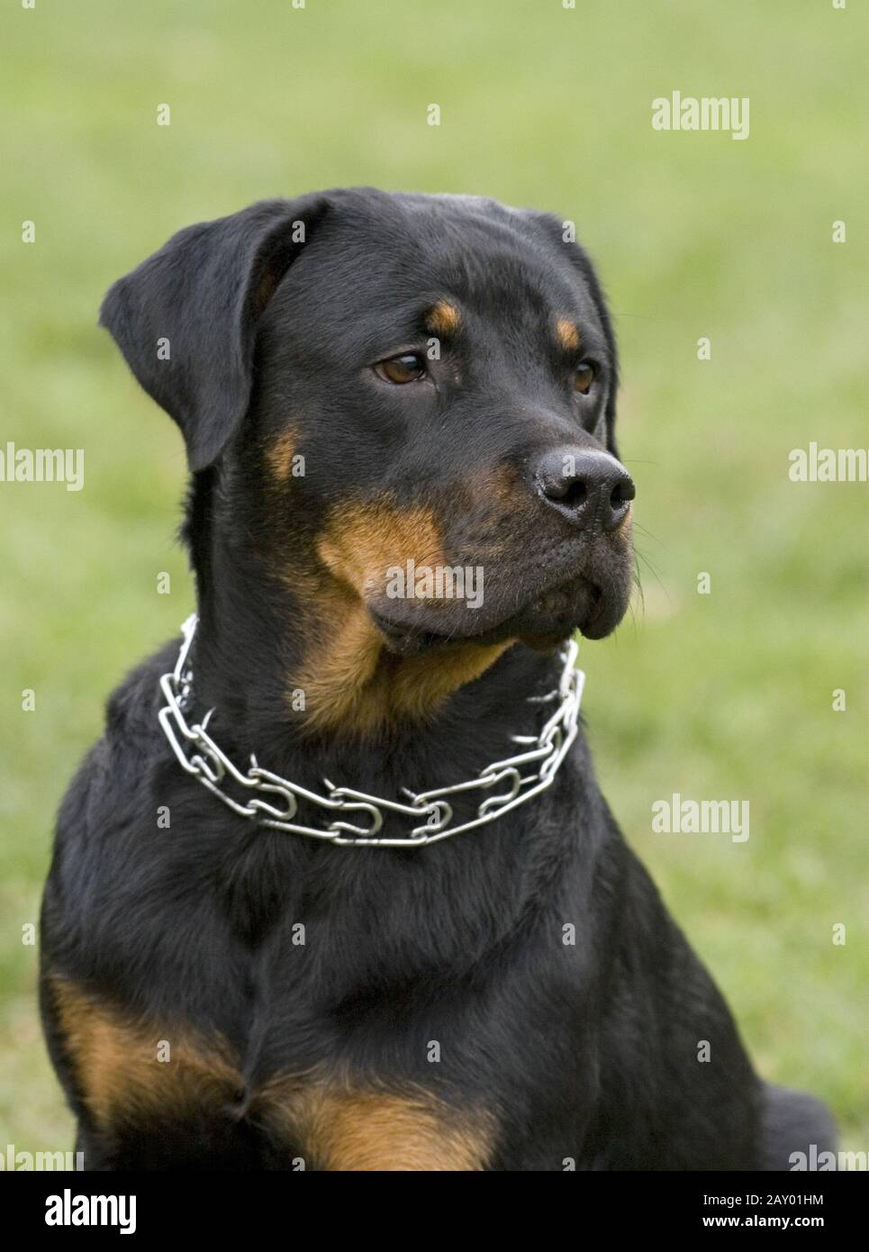 Rottweiler, cane da combattimento, cani da combattimento, immagini di cani, immagini di animali domestici, immagini di animali domestici Foto Stock