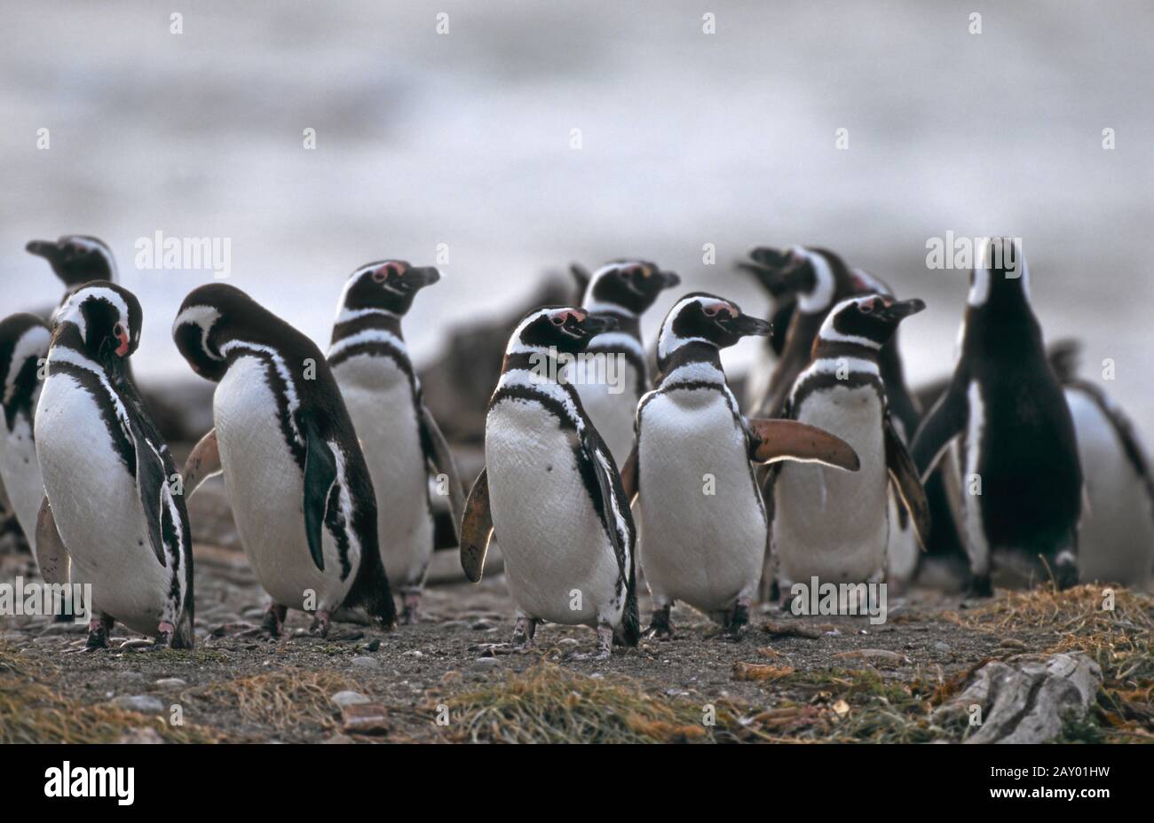 Pinguin-Kolonie, Magellanpinguine, Seno Otway, Patagonia, Cile, pinguini bannati, patagonia, pinguini Foto Stock