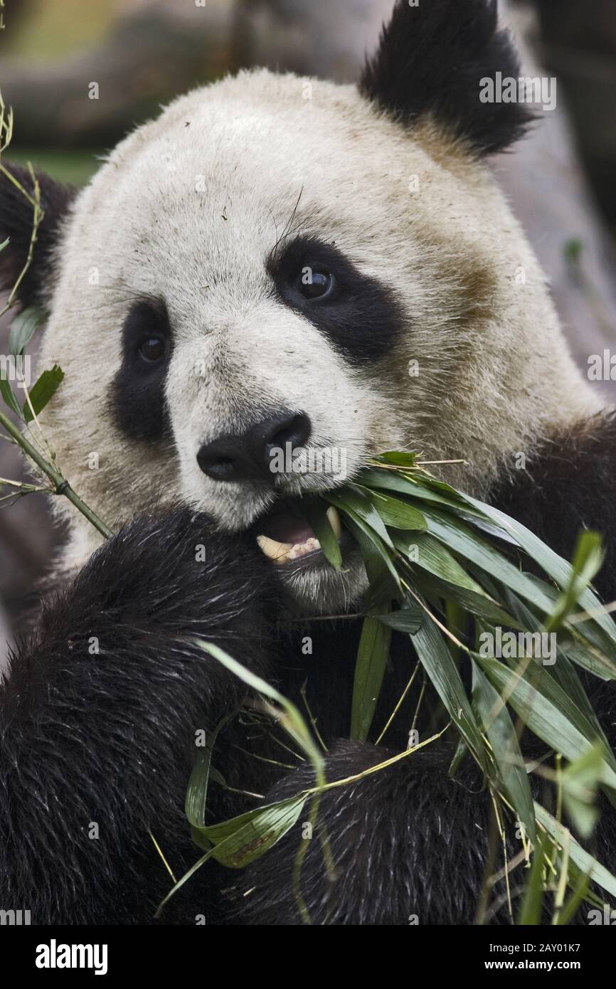 Grosser Panda, Pandabear, Panda Bear, Pandabaer, Cina Foto Stock