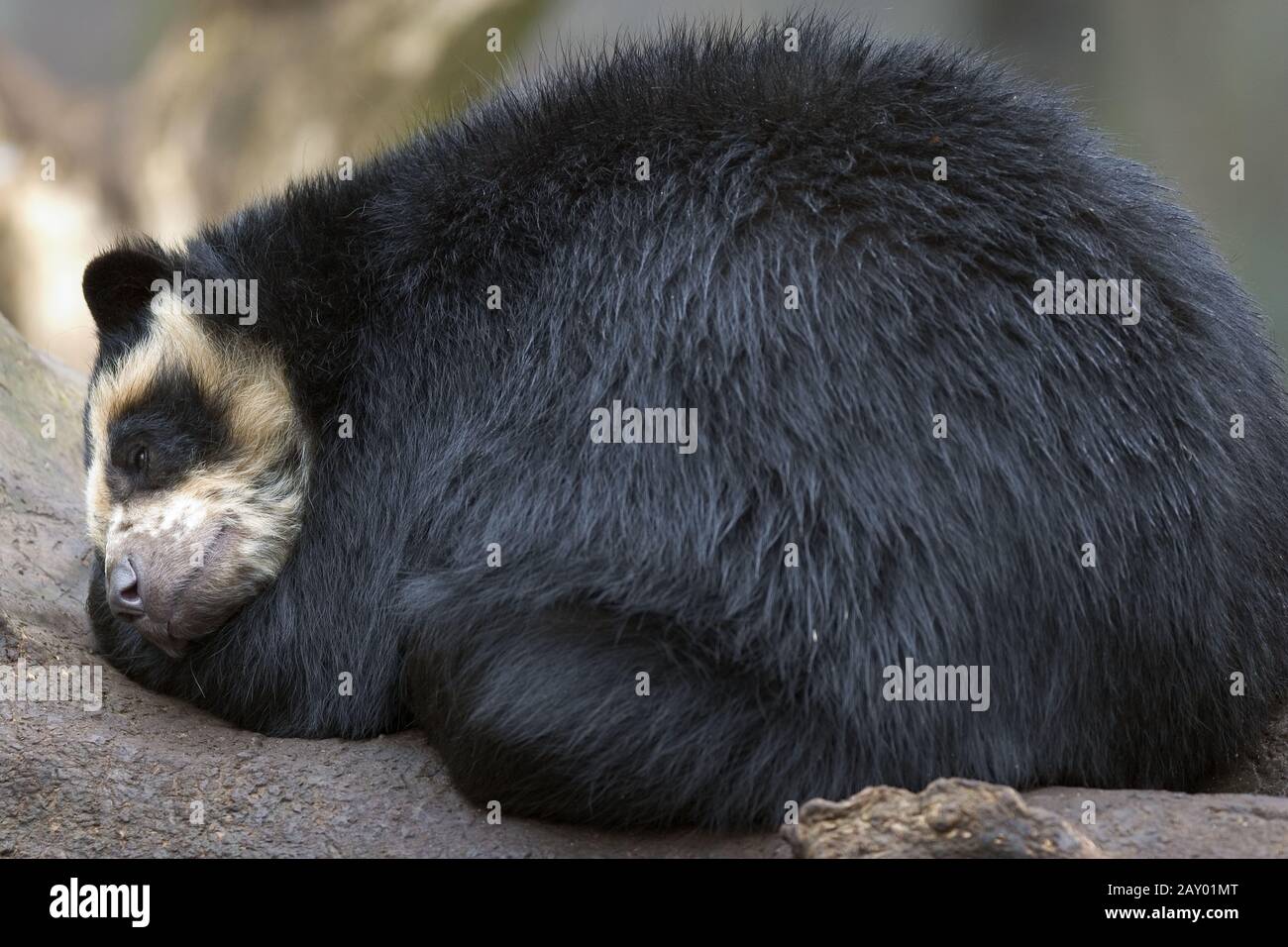 Brillenbaer, Andenbaer, Trimarctos Ornatus, Orso Spectacled, Orso Andino Foto Stock