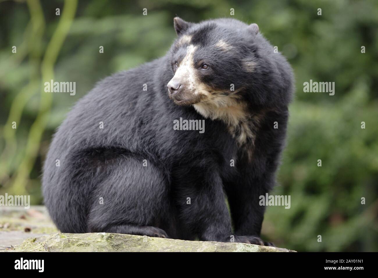 Brillenbaer, Andenbaer, Trimarctos Ornatus, Orso Spectacled, Orso Andino Foto Stock