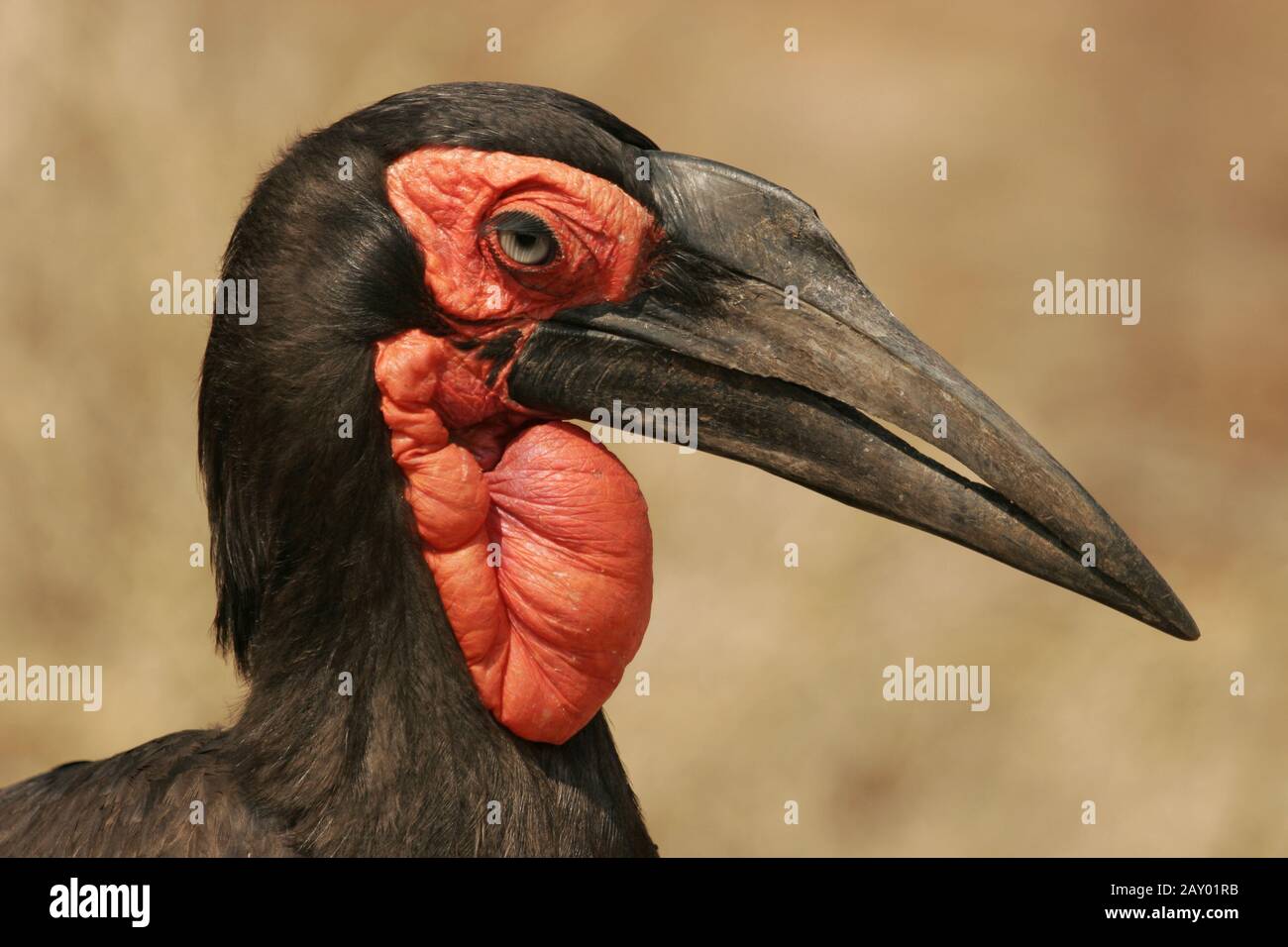 Kaffernhornrabe, bucorvus leadbeateri, terra meridionale-hornbill, massa hornbill Foto Stock