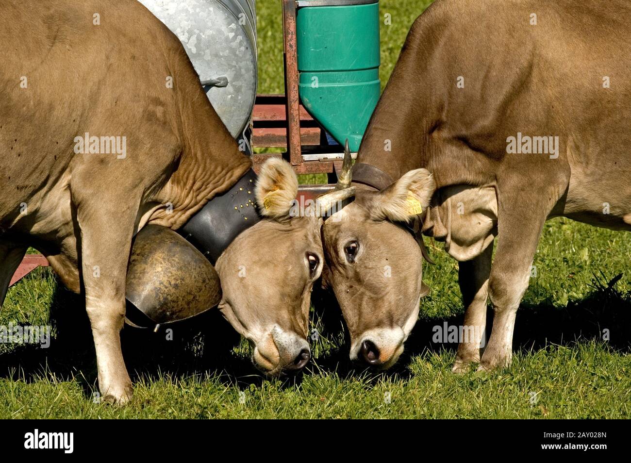 Bovini domestici (Bos taurus) mucca marrone Allgaeuer con campana di mucca sul pascolo, Allgaeu, Baviera, Germania, Bovini Domestici, Allgau, B. Foto Stock