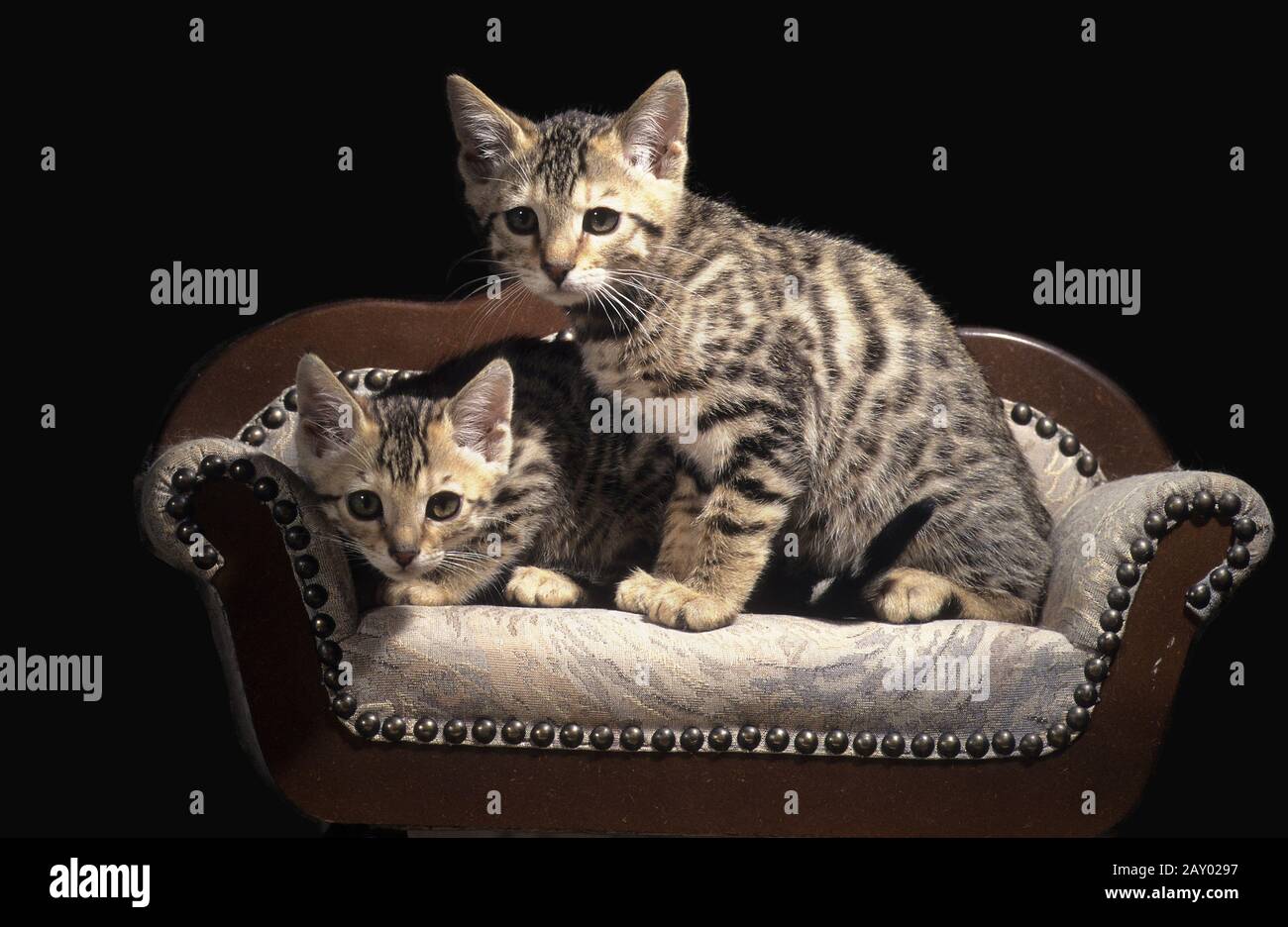 Junge Bengalkatzen, tabby marrone macchiato gatto bengala Foto Stock