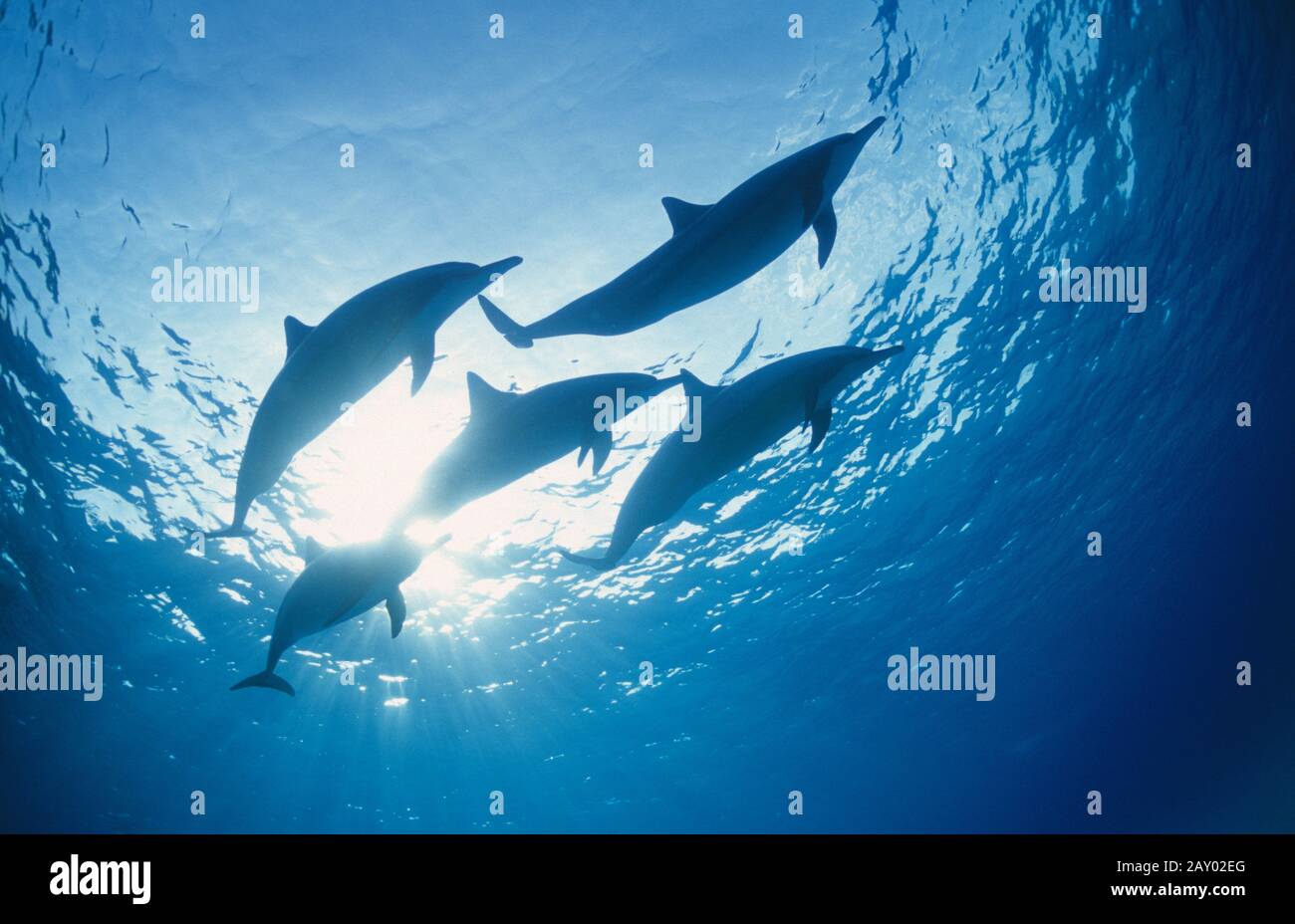 Rotmeer Tuemmler, Delfine, Oceano Indiano, Indo Pacific Bottelnose Dolphin, Tursiops Uncus Foto Stock