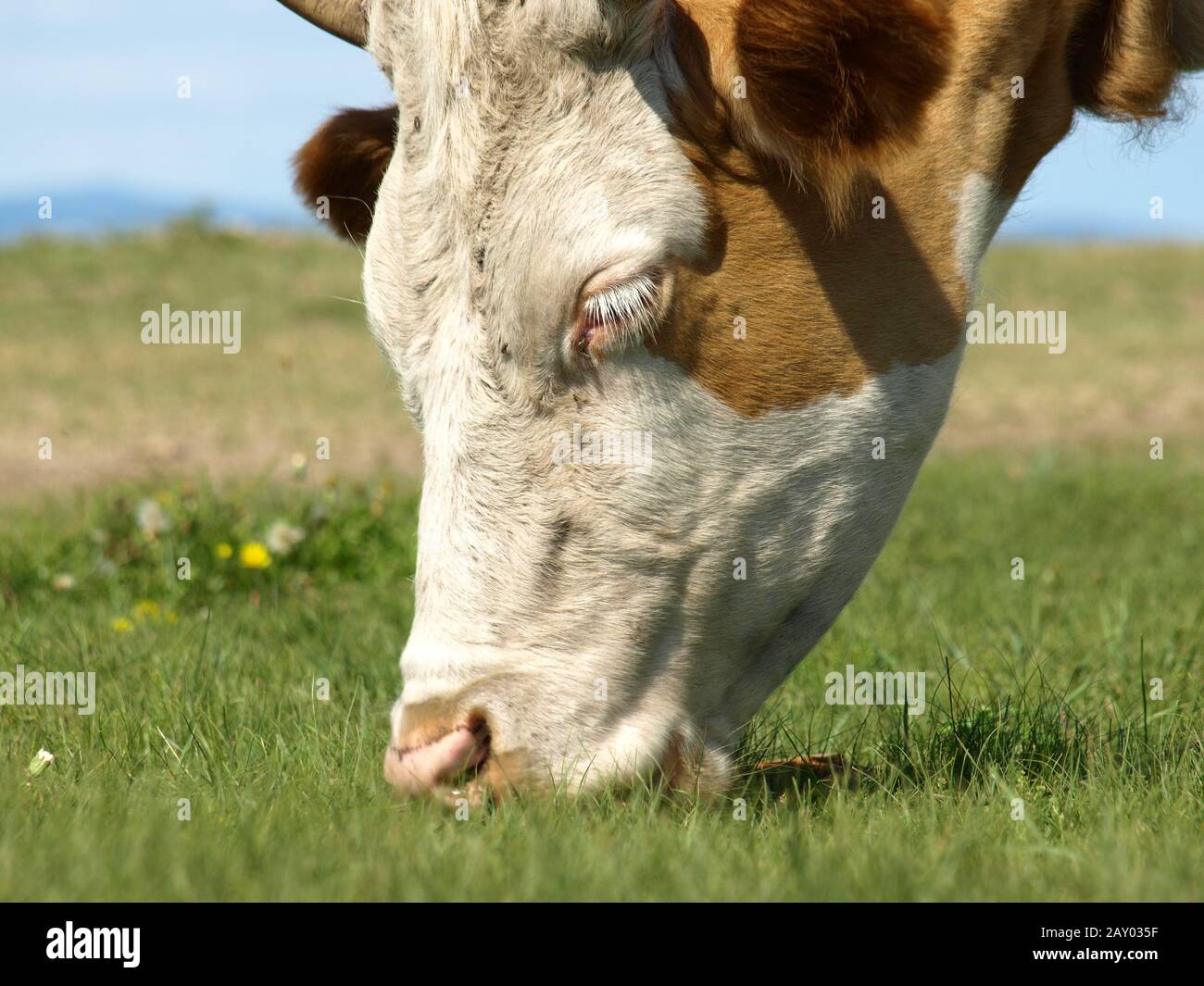 Bovini domestici Foto Stock