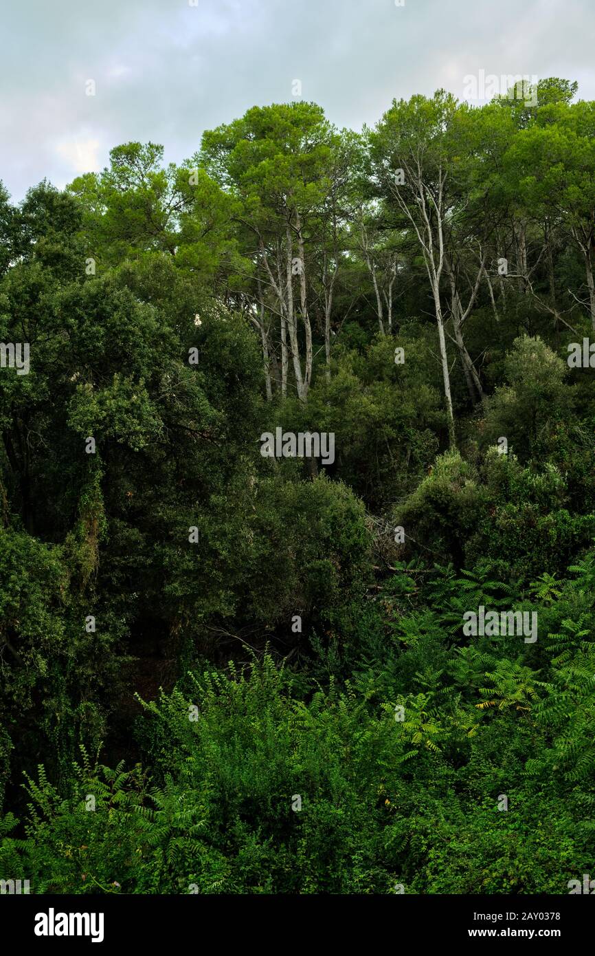 Lussureggiante foresta verde con alti alberi sullo sfondo Foto Stock
