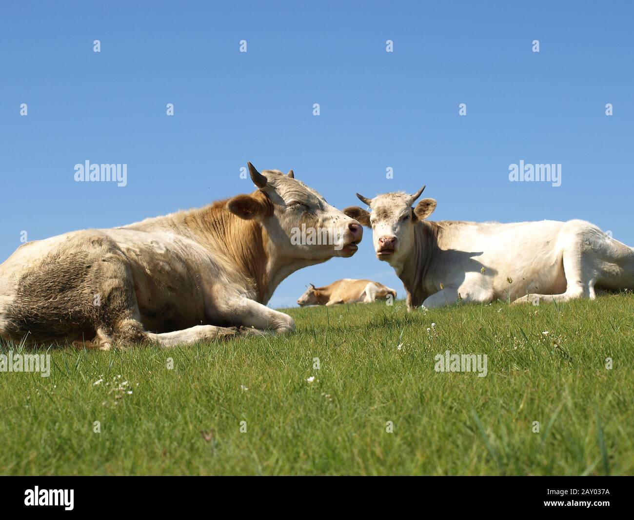 Bovini domestici Foto Stock