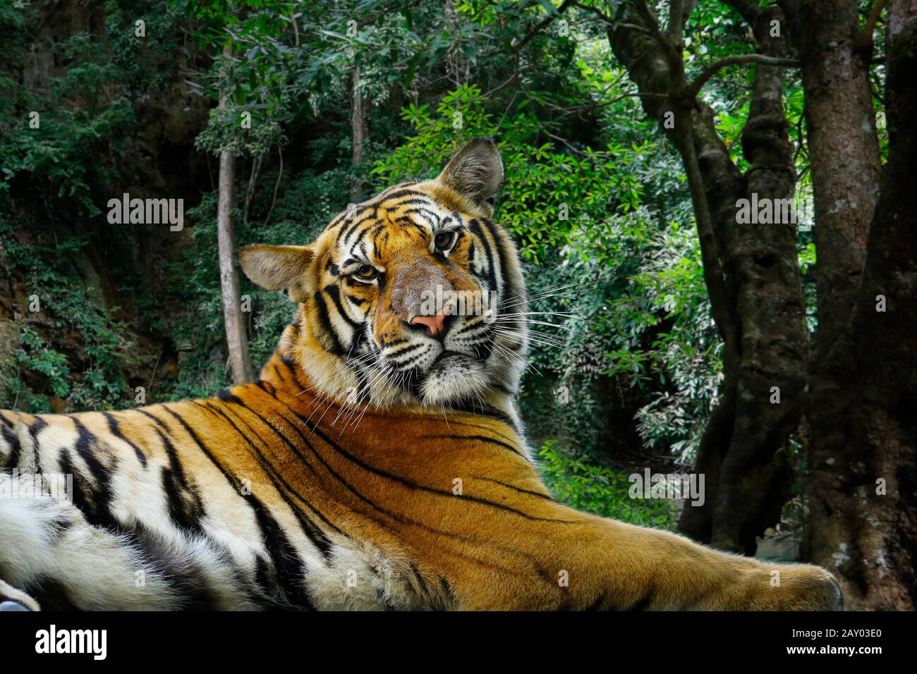 Capo della tigre del Bengala nella foresta pluviale Foto Stock