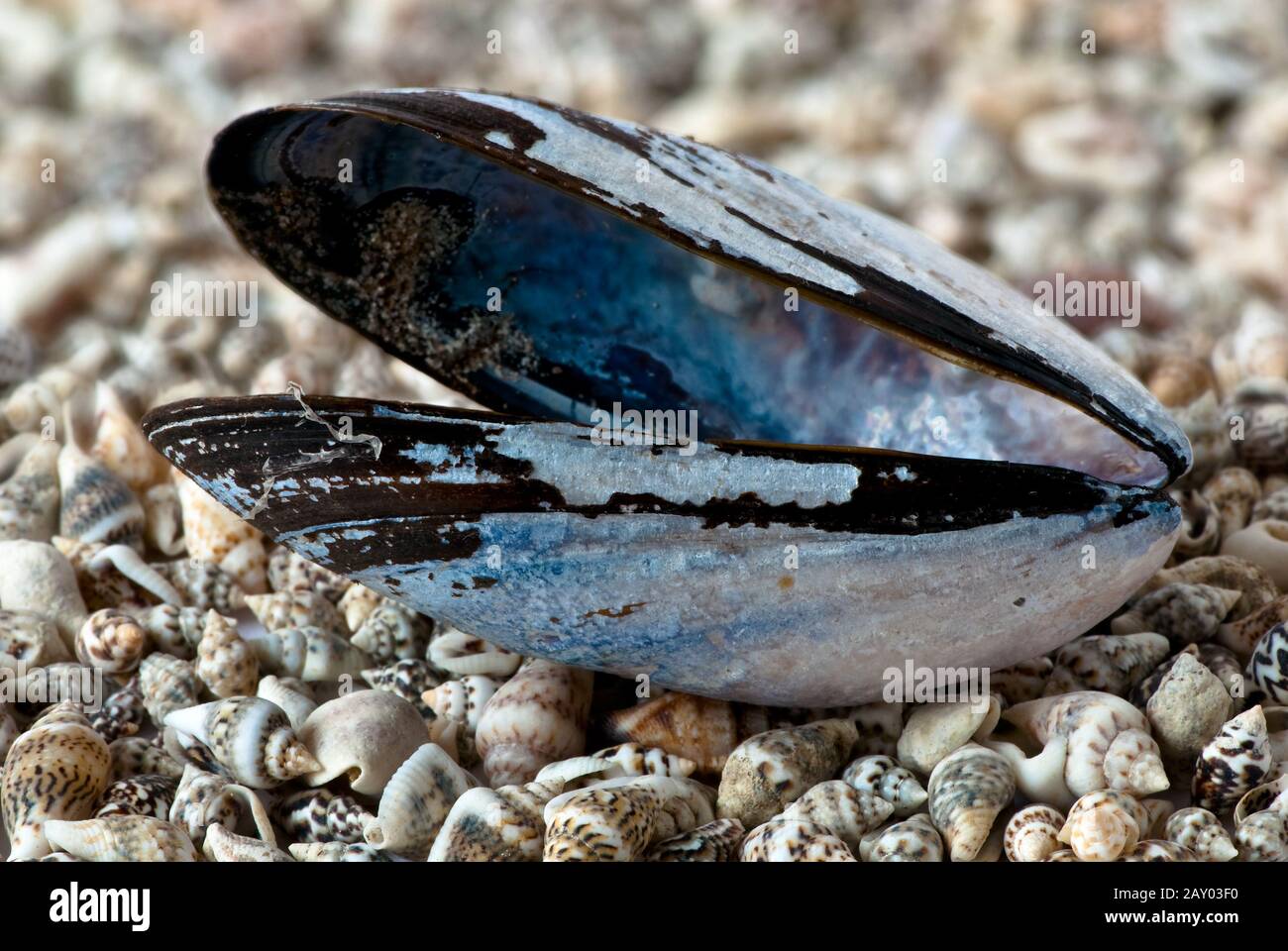 Blue Mussel Foto Stock