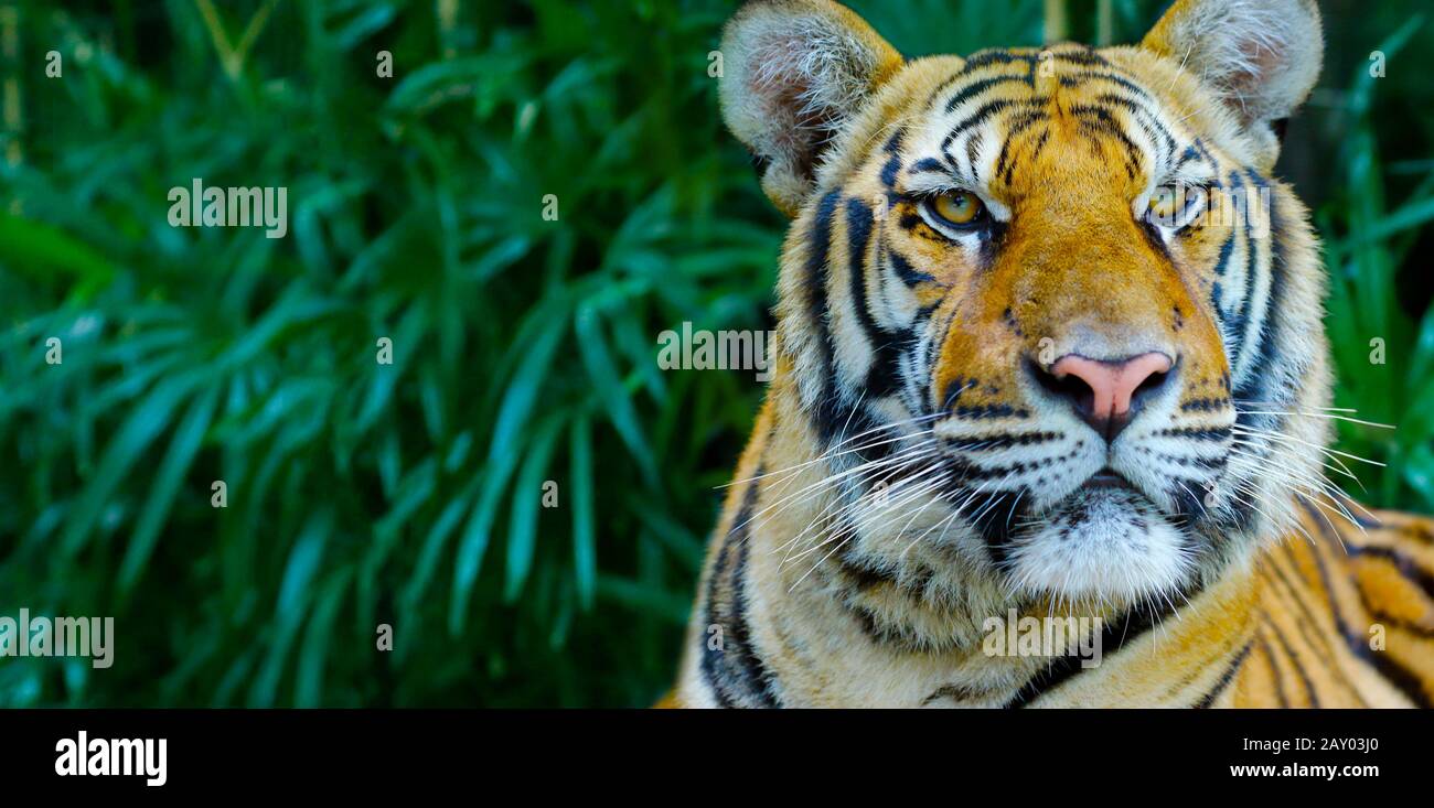 Capo della tigre del Bengala nella foresta pluviale Foto Stock