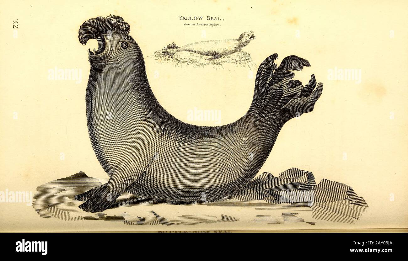 Sigilli di zoologia generale, o, Sistematica storia naturale Parte i, da Shaw, George, 1751-1813; Stephens, James Francis, 1792-1853; Heath, Charles, 1785-1848, incisore; Griffith, signora, incisore; Chappelow. Copperplate Stampato a Londra nel 1800. Probabilmente gli artisti non hanno mai visto un esemplare dal vivo Foto Stock