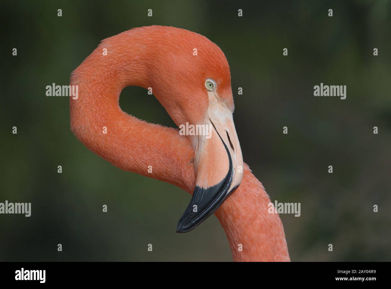 Kubaflamingo, Ritratto, Fenicopterus ruber ruber, fenicottero caraibico, fenicotteri americani Foto Stock