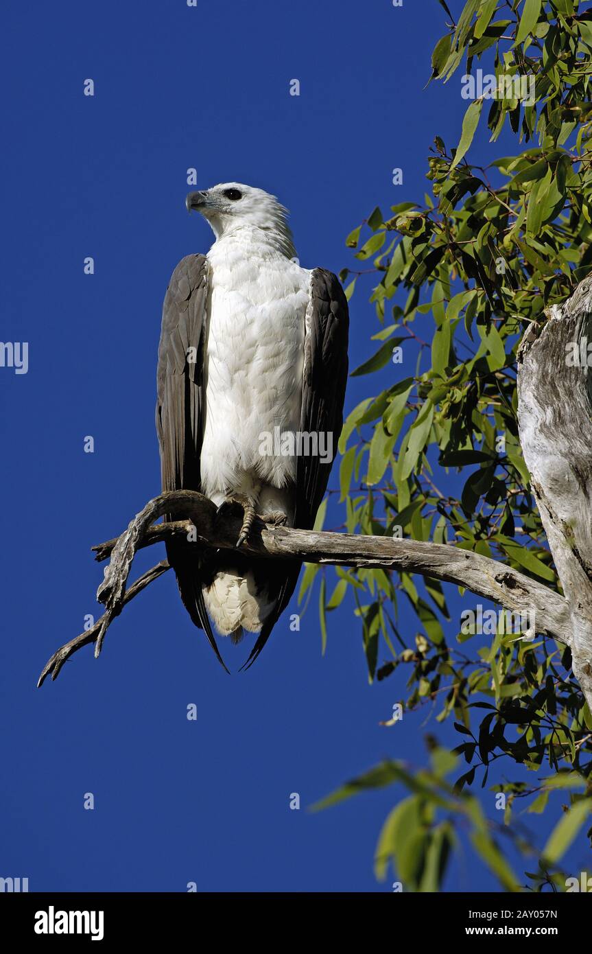 Aquila di mare bianco-belled, leukogaster di Haliaeetus Foto Stock