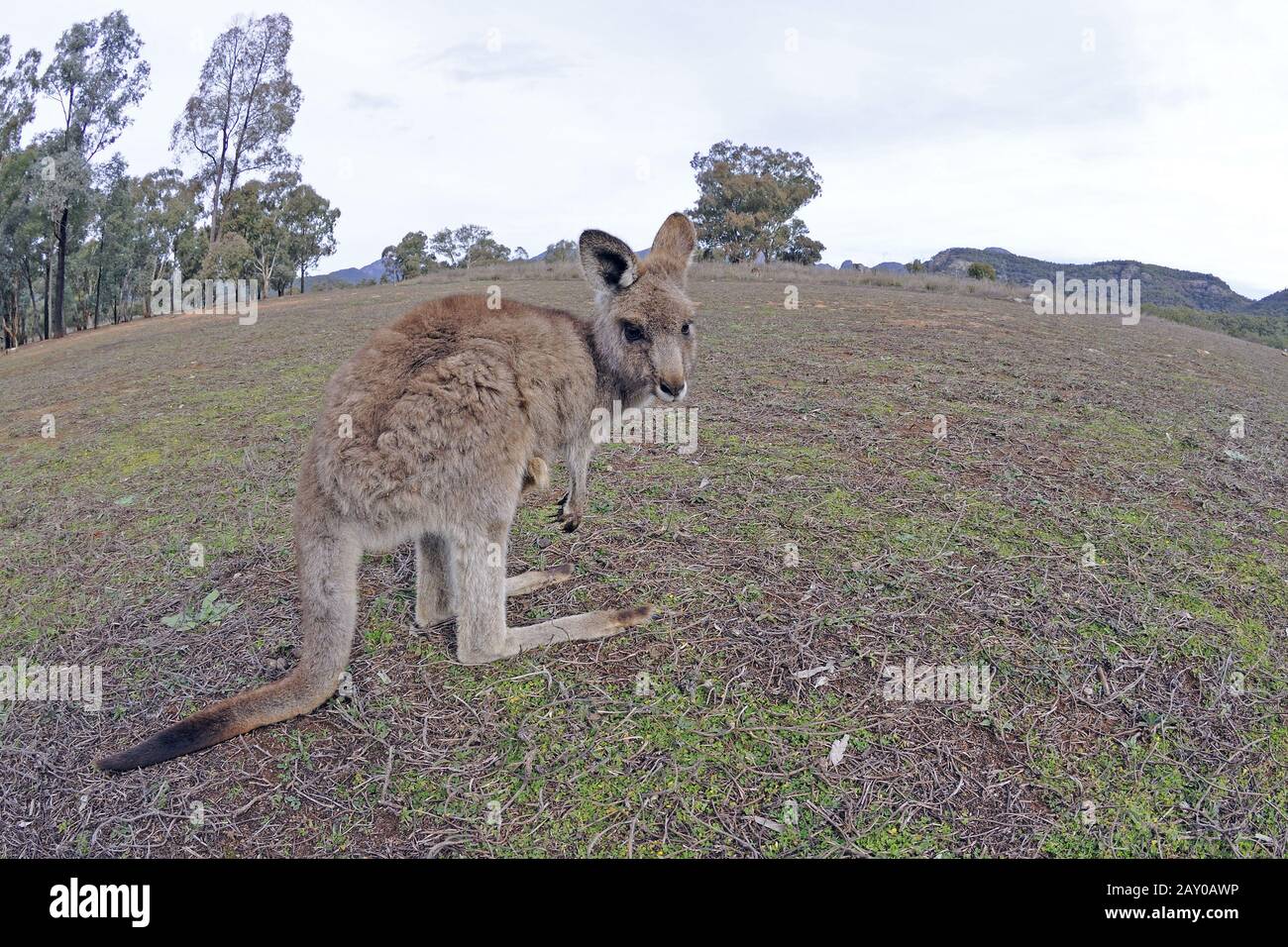 Canguro gigante grigio orientale (Macropus giganteus), Parco Nazionale di Warrumbungfun, Australia Foto Stock