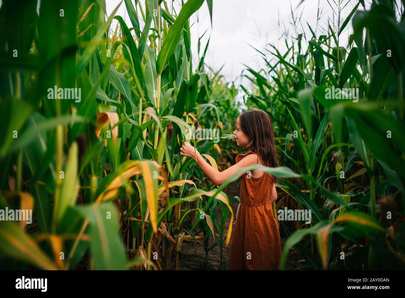 Ritratto di una ragazza in un campo di mais che tocca una pianta, USA Foto Stock