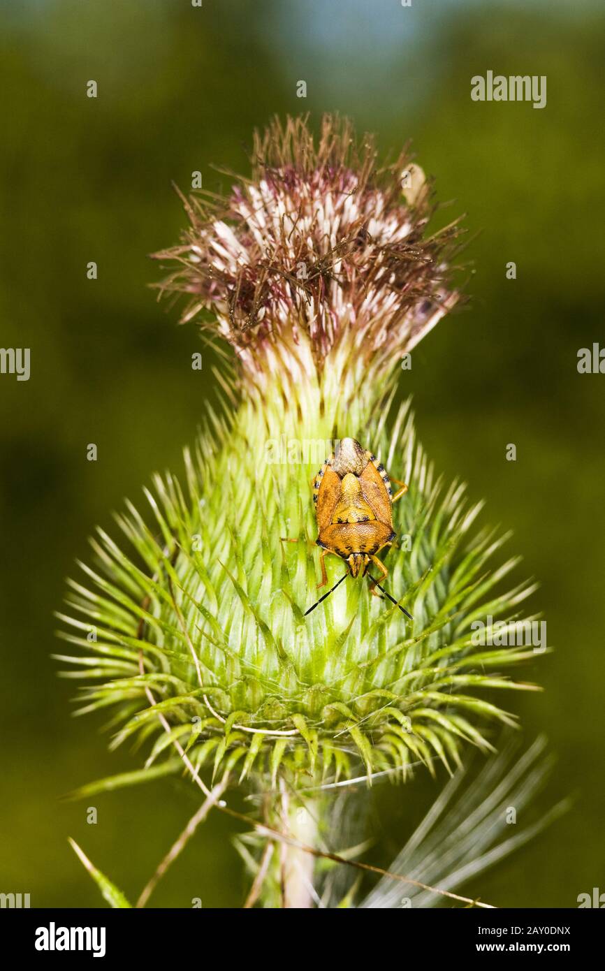 Insetto di frutta del nord (Carpocoris fuscispinus) su un thistle - insetto di Stink (Carpocoris fuscispinus) Foto Stock