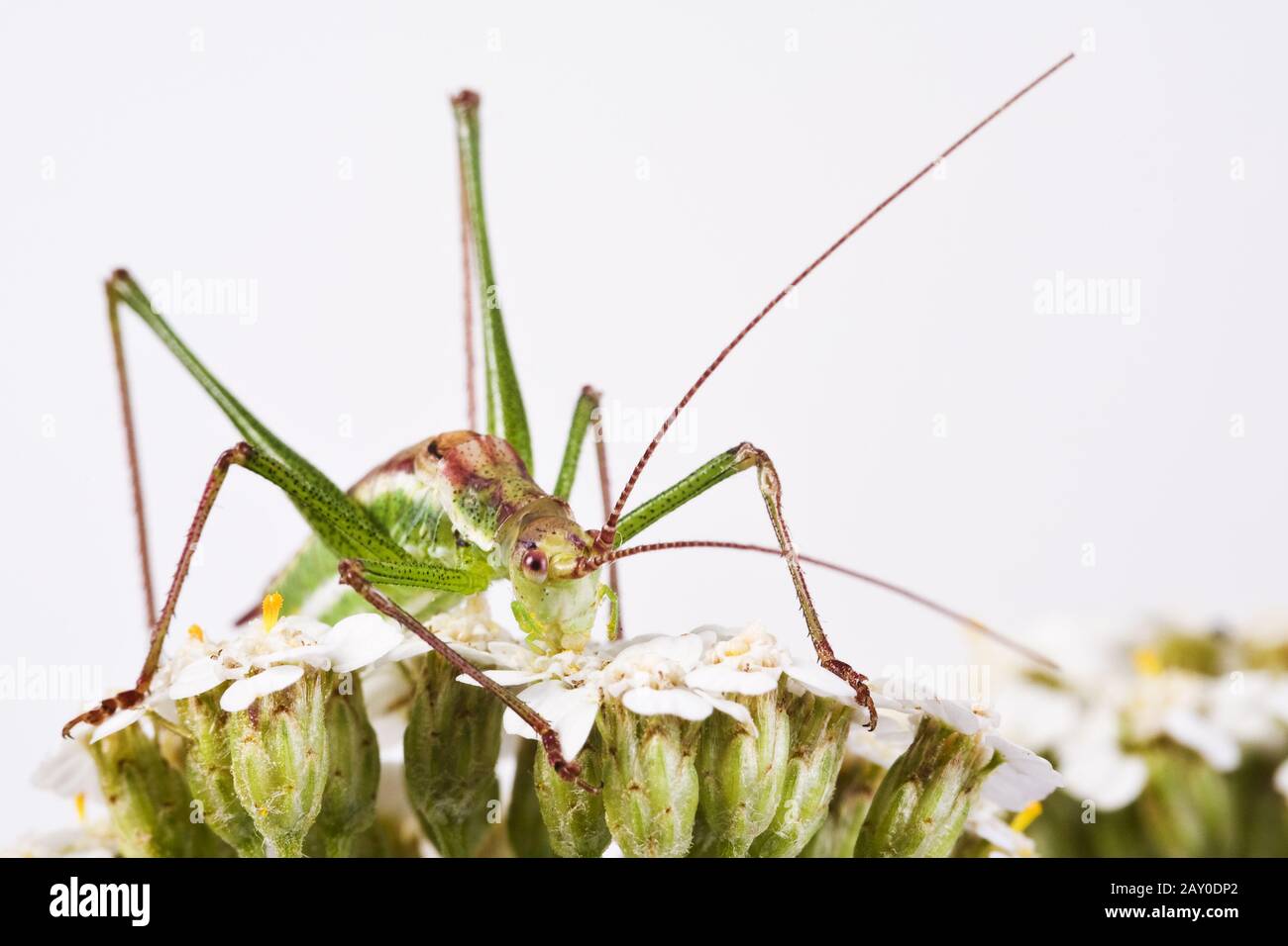 Spotted Leptophies punctatissima maschio - Bush Cricket (Leptophies puncuttatissima) maschio Foto Stock