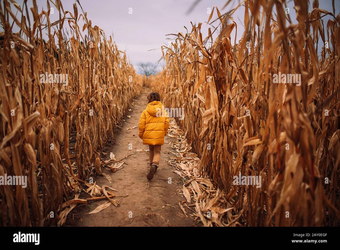 Ragazzo che attraversa un campo di mais, Stati Uniti Foto Stock