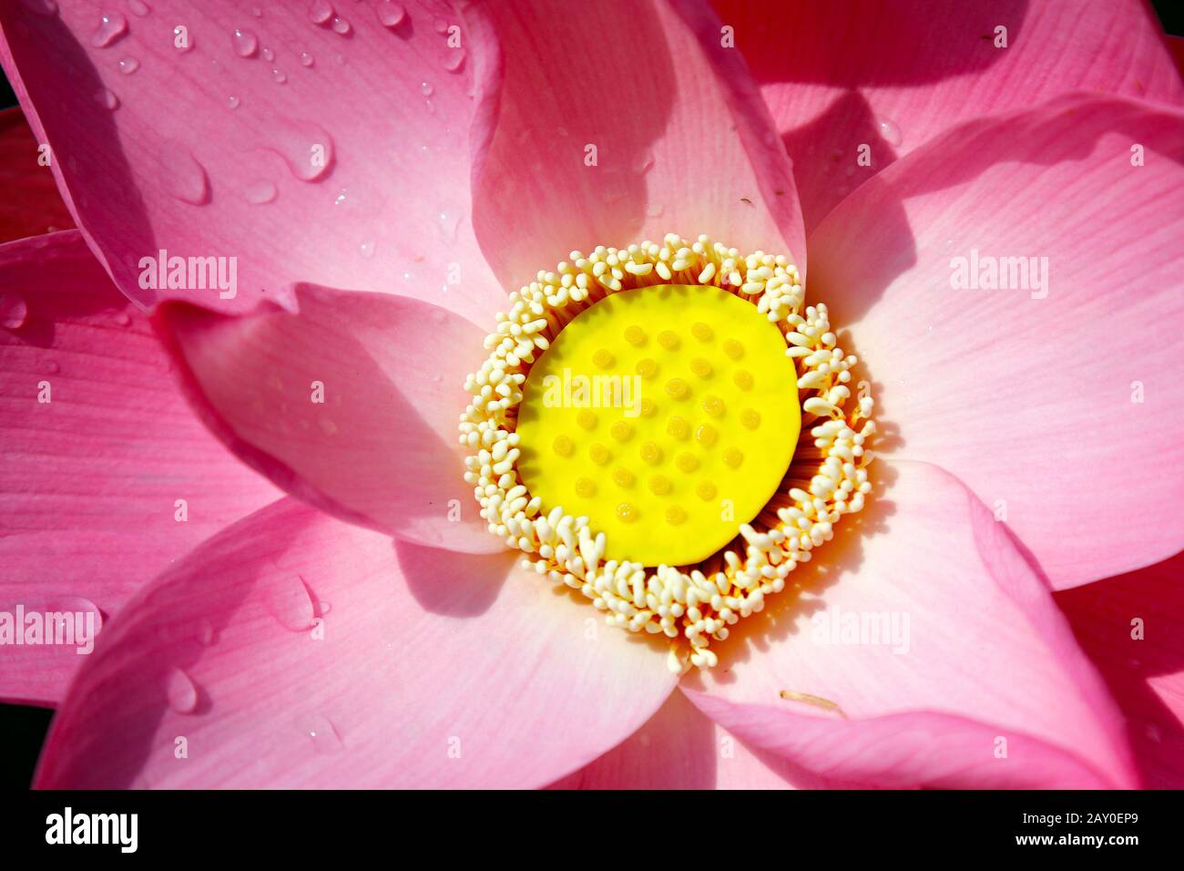 fiori di loto rosa con qualche goccia d'acqua Foto Stock