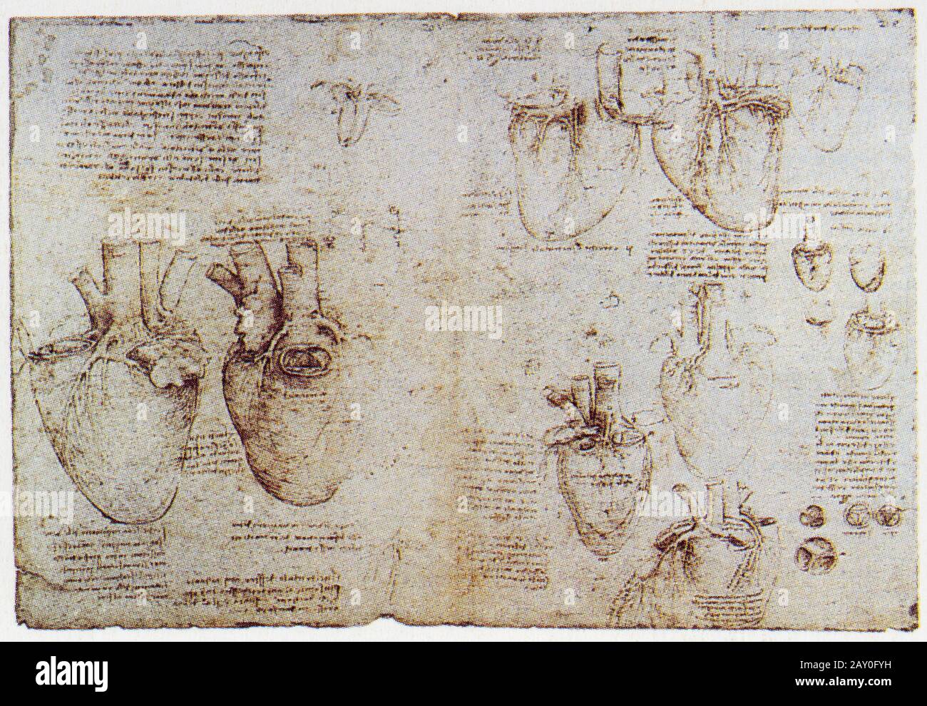 Leonardo da Vinci. Cuore e polmoni (di bovini). 1513. Foto Stock