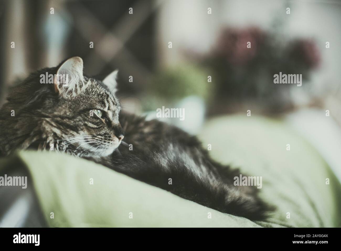 Primo piano di un gatto tabby adagiato su un divano Foto Stock