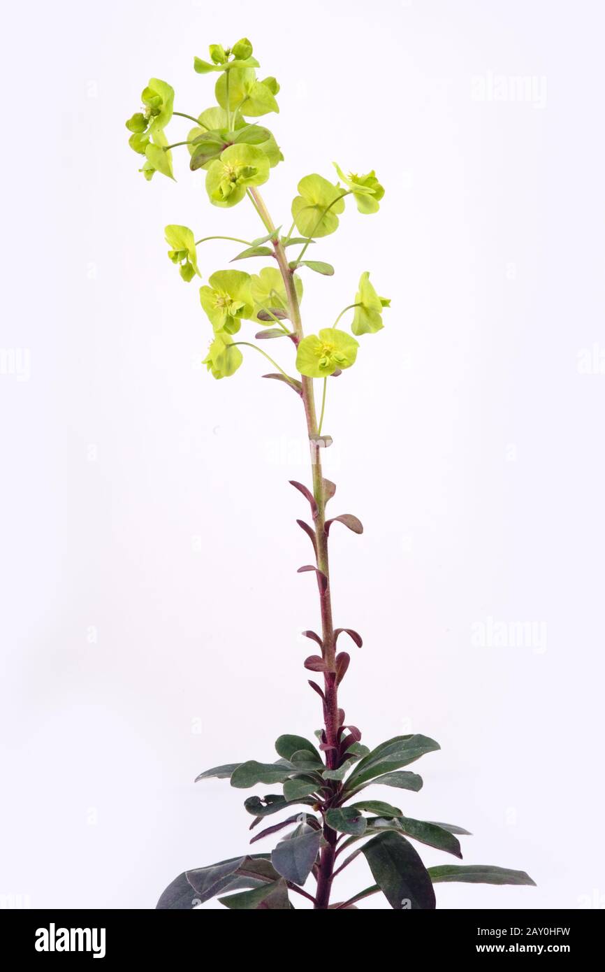 Sun Spurge (Euphorbia Elioscopia) - Sun Spurge (Euphorbia Elioscopia) Foto Stock