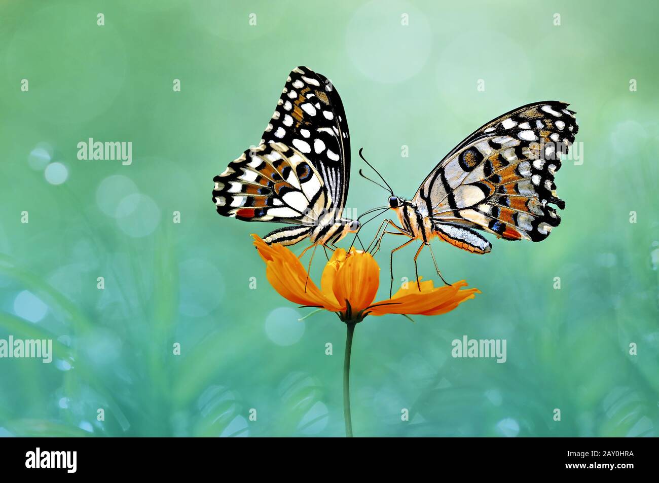 Due farfalle su un fiore, Indonesia Foto Stock