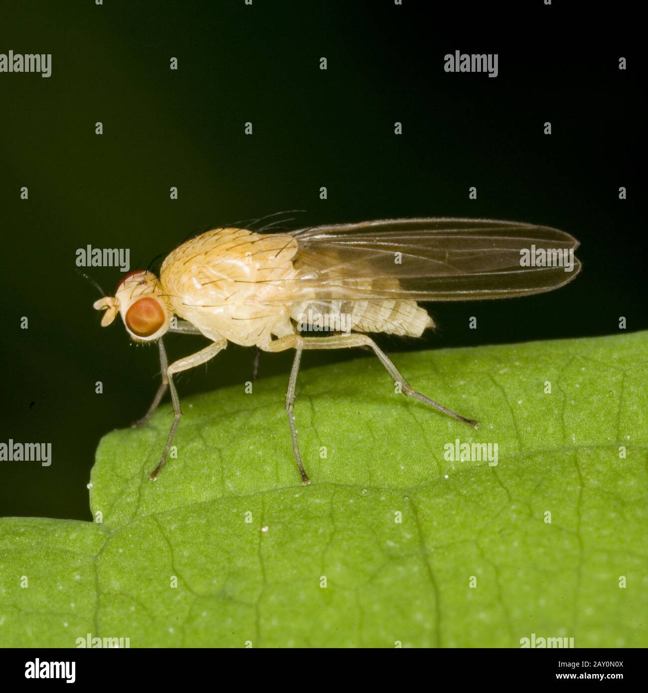 Mosca comune dell'aceto (Drosophila melanogaster) - Drosophila melanogaster Foto Stock