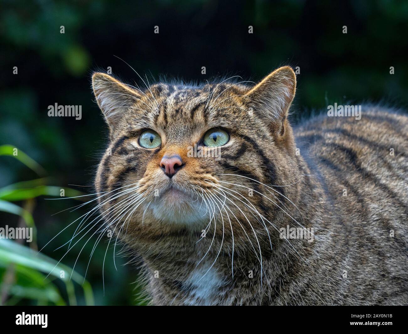 Gatto selvatico europeo Felis silvestris silvestris (prigioniero) Foto Stock