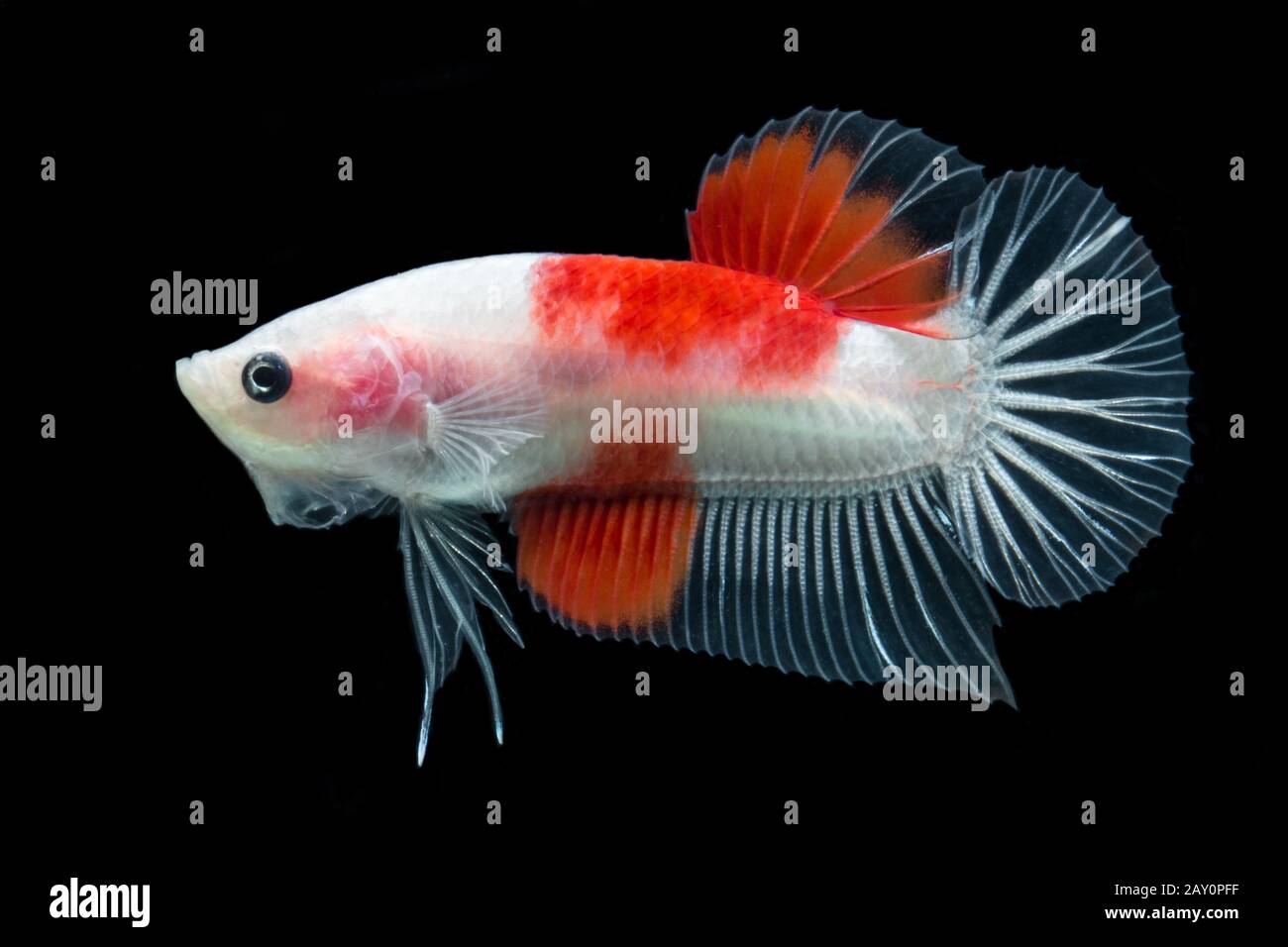 Ritratto di un pesce betta rosso e bianco Foto Stock