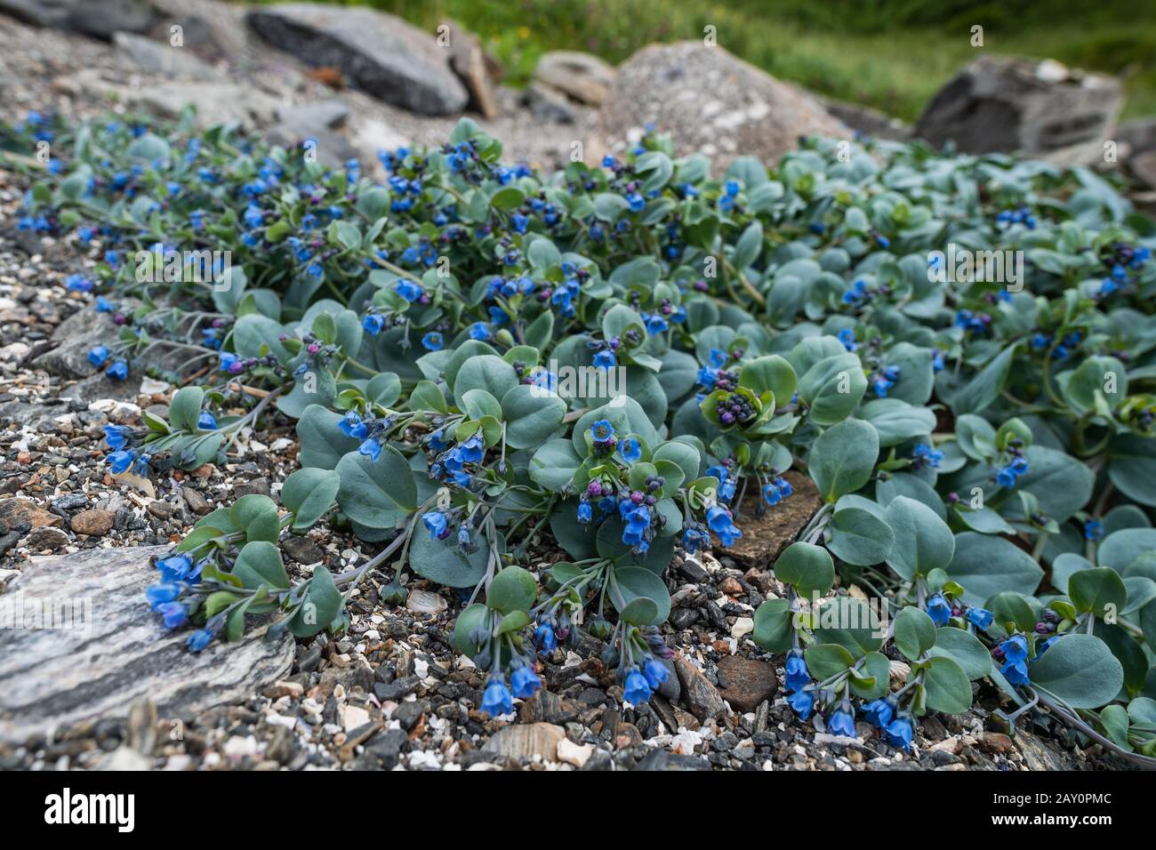 Oysterplant - Mertensia maritima, bello fiore blu raro dalle isole  atlantiche, Ronde, Norvegia Foto stock - Alamy