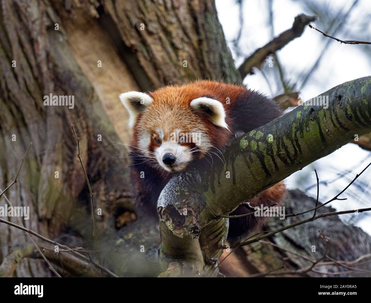 Panda rosso Ailurus fulgens captive ritratto Foto Stock