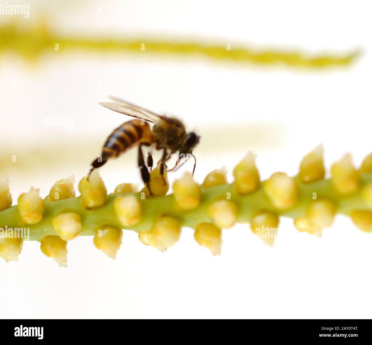 Ape su fiore vicino fino in giardino Foto Stock