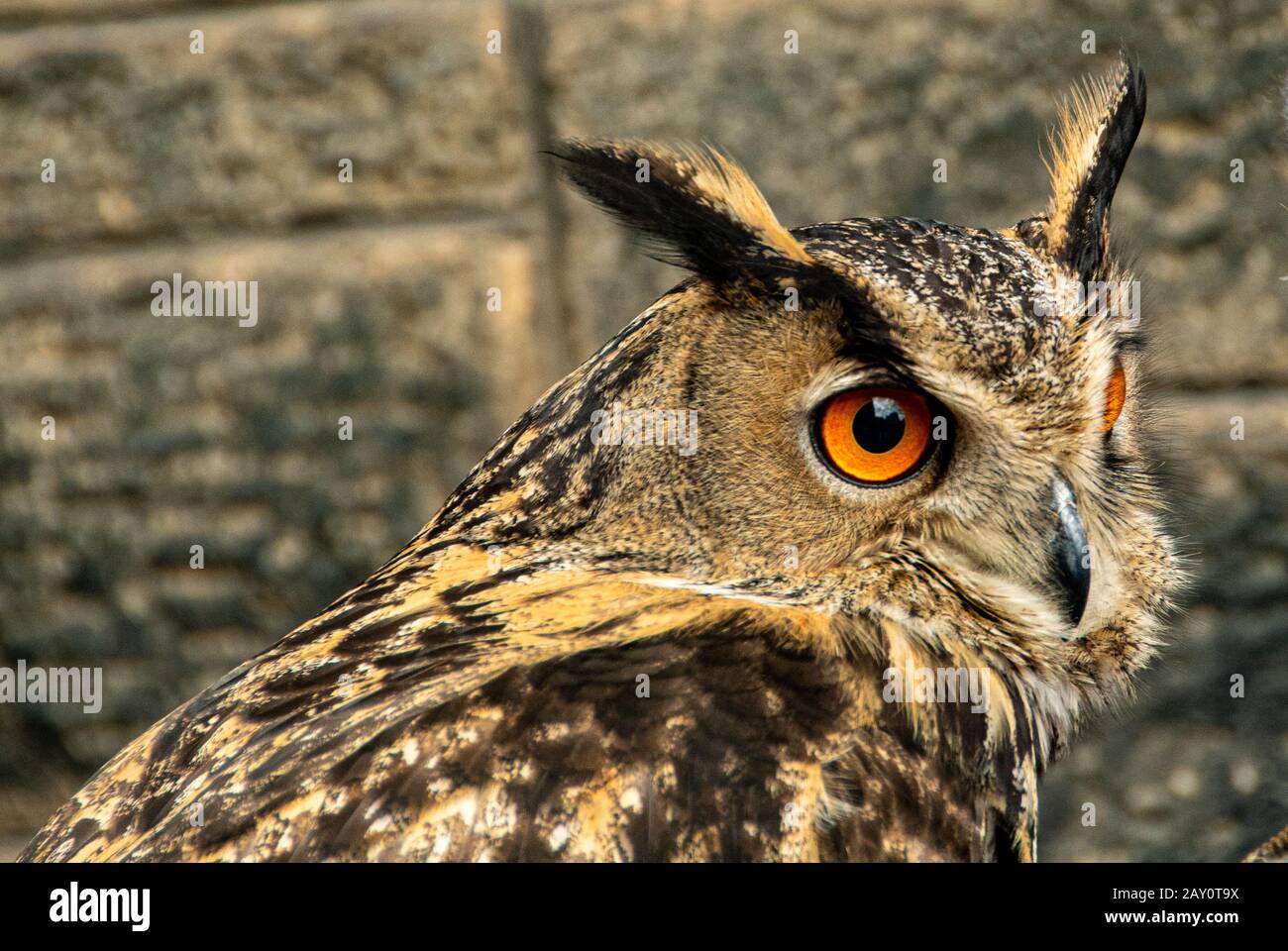 Gufo Con I Grandi Occhi Arancioni Immagine Stock - Immagine di predatore,  timore: 12531731