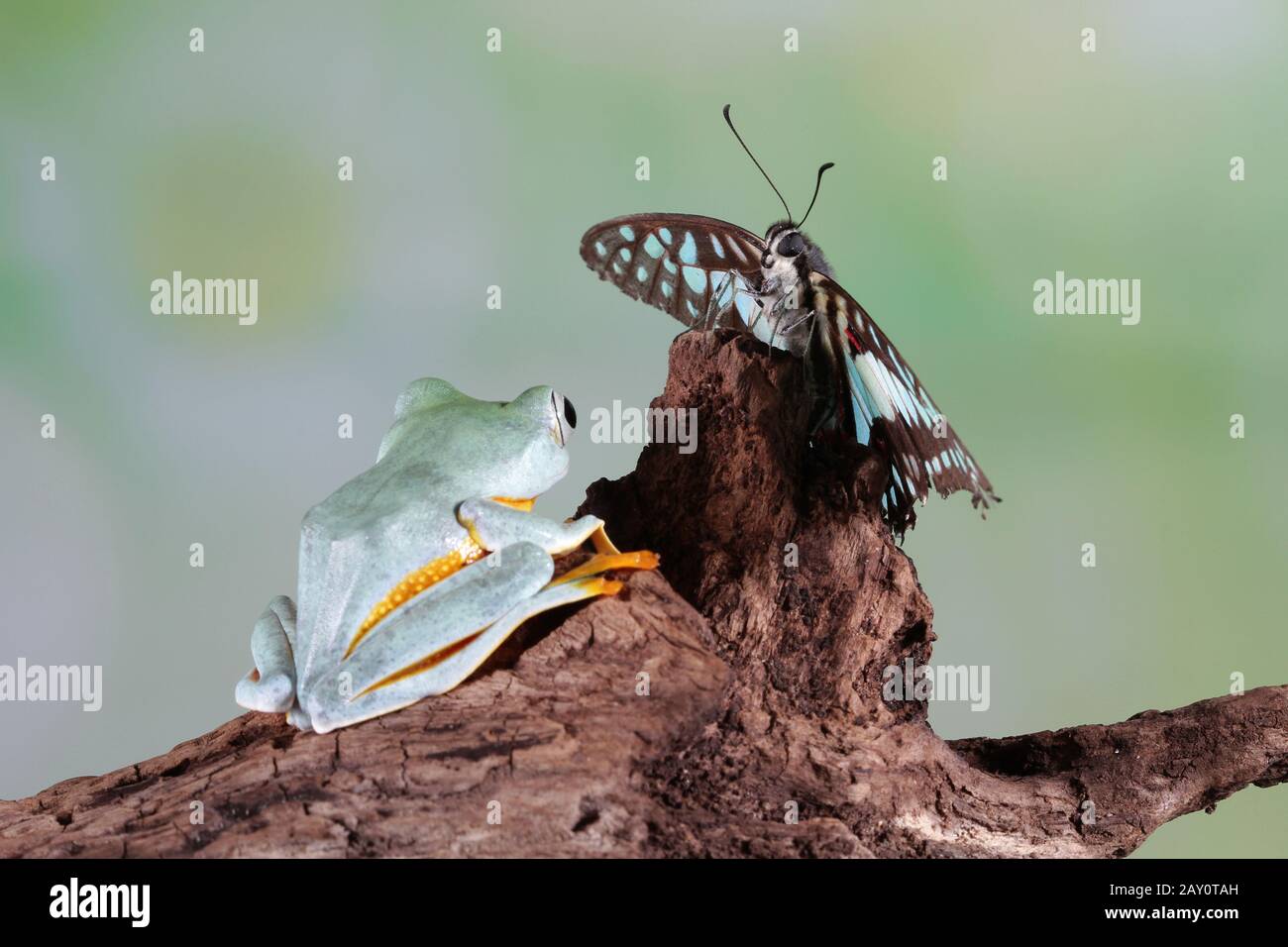 Rana di albero di Javan con una farfalla, Indonesia Foto Stock