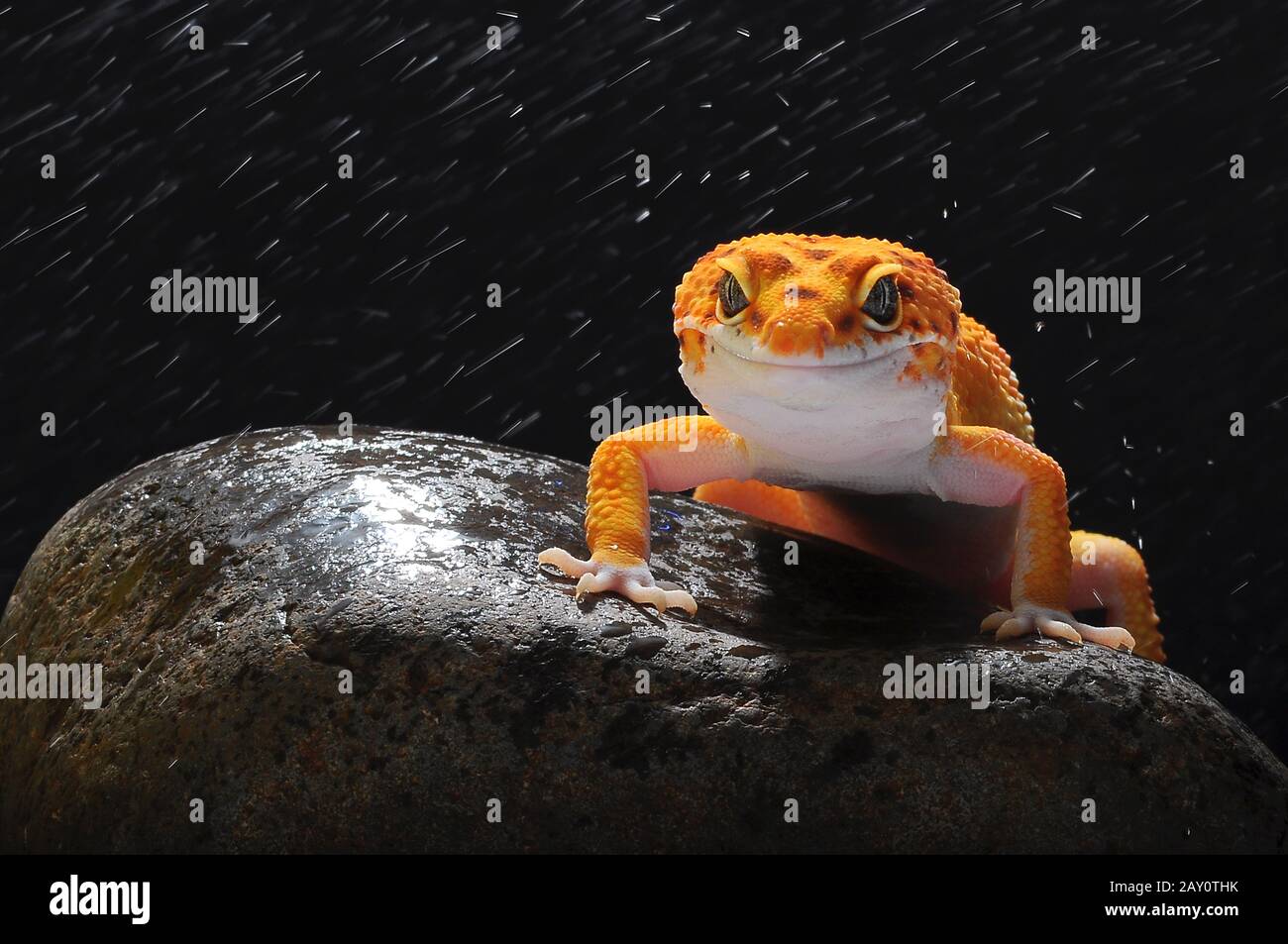 Ritratto di un gecko leopardo su una roccia sotto la pioggia, Indonesia Foto Stock