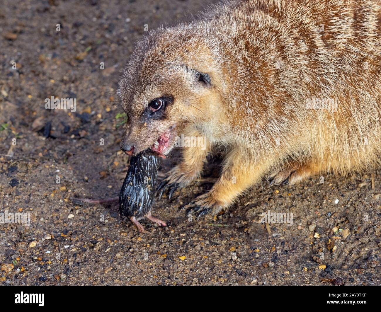 Meerkats o soricate Suricata suricatta nutrirsi con il mouse Foto Stock