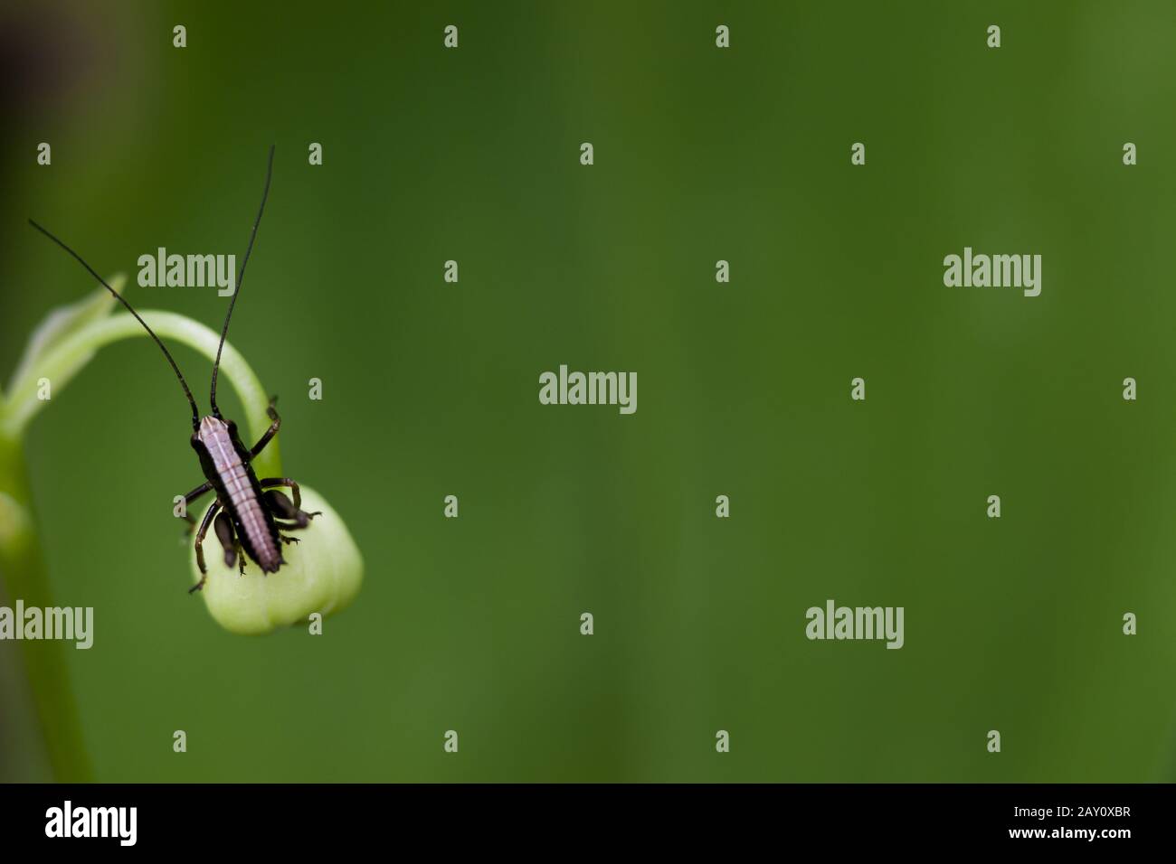 Comune manto arbusto (Pholidoptera griseoaptera) Larva Foto Stock