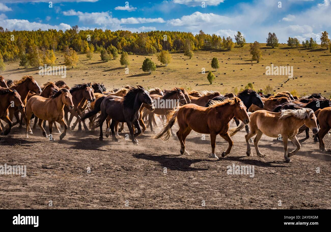 Maestosi cavalli che galoppano attraverso le praterie aperte Foto Stock