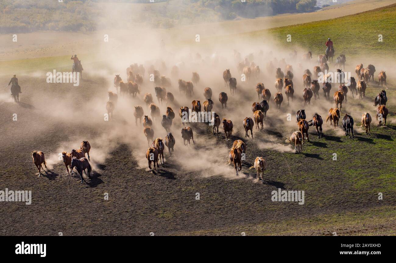 Maestosi cavalli che galoppano attraverso le praterie aperte Foto Stock