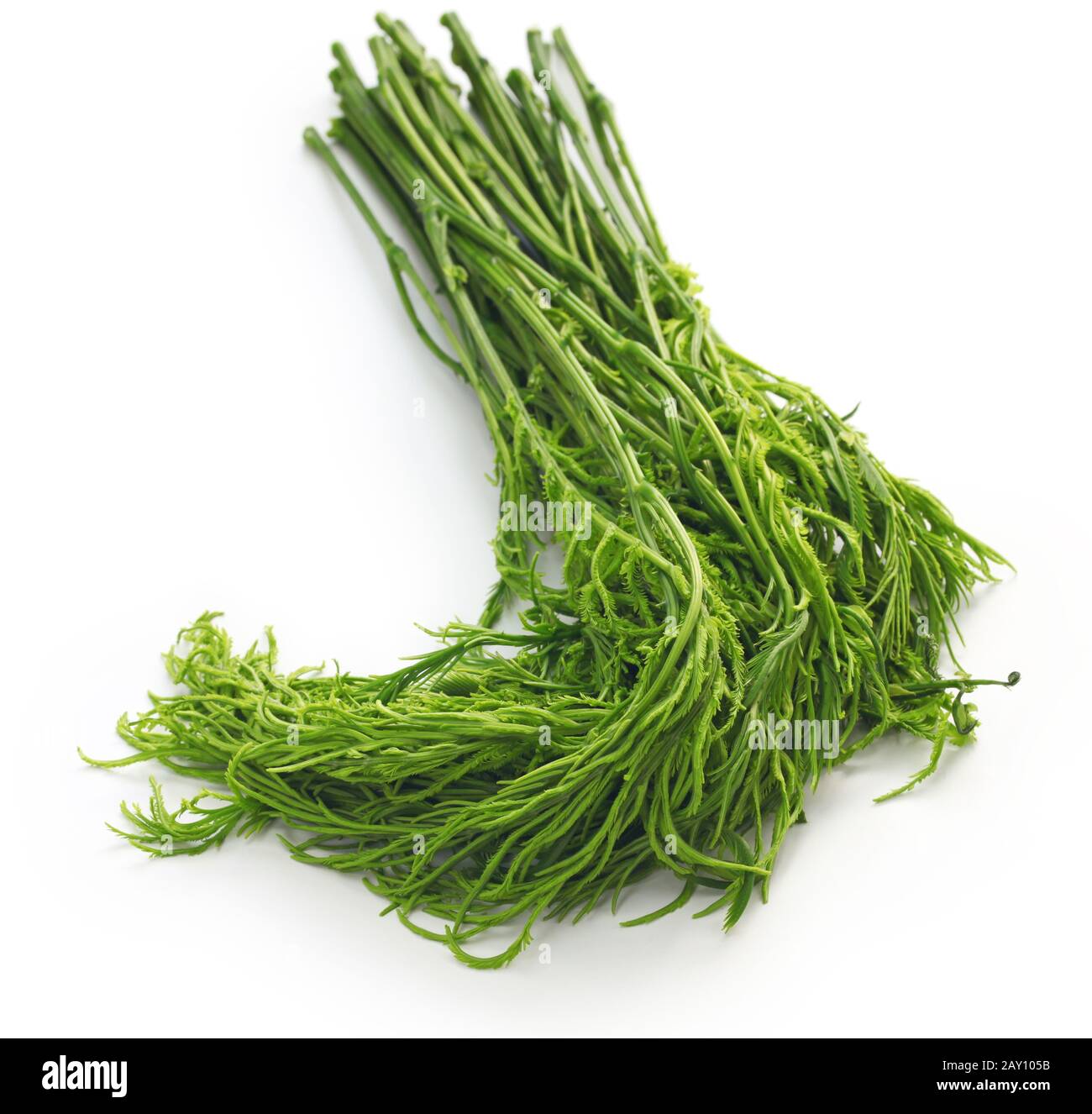 cha om , foglie di acasia tailandese isolate su sfondo bianco Foto Stock